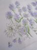 Handkerchief Fields of lavender and daisies 31x31 cm cotton hand rolled Lehner